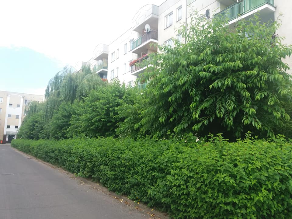 zdjęcie w galerii nr 1