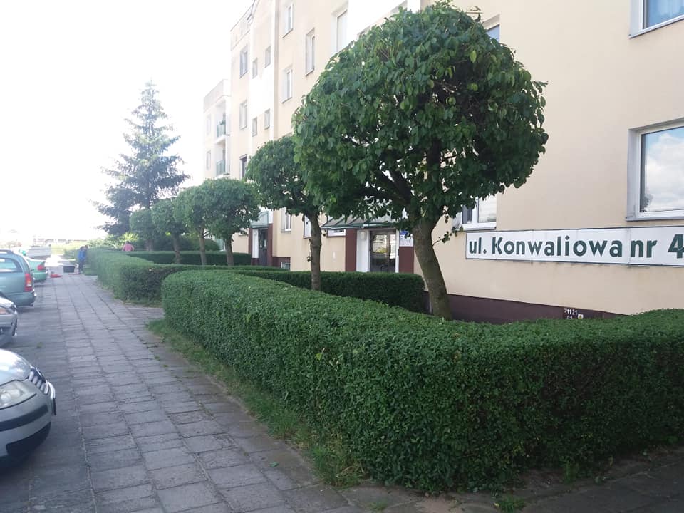 zdjęcie w galerii nr 2